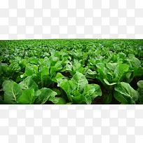 绿色蔬菜种植菜园-空若网 绿色蔬菜种植菜园-空若网