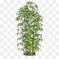 树-空若网 树-空若网