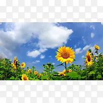 白云蓝天向日葵摄影图-空若网 白云蓝天向日葵摄影图-空若网