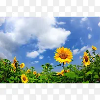 蓝天白云向日葵摄影图-空若网 蓝天白云向日葵摄影图-空若网