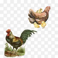 插画公鸡和母鸡-空若网 插画公鸡和母鸡-空若网