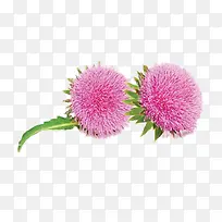两朵粉色奶蓟草图片素材-空若网 两朵粉色奶蓟草图片素材-空若网