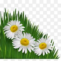 杭白菊花草图片素材-空若网 杭白菊花草图片素材-空若网