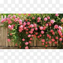 高清摄影唯美壁纸合成玫瑰花-空若网 高清摄影唯美壁纸合成玫瑰花-空若网