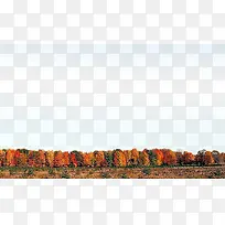 大片枫树林-空若网 大片枫树林-空若网