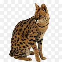 豹-空若网 豹-空若网