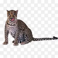 豹-空若网 豹-空若网