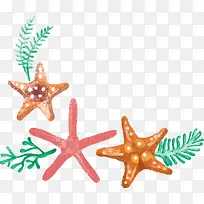 海星 海草-空若网 海星 海草-空若网