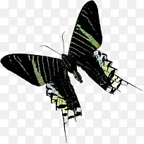 黑色时尚春天飞舞蝴蝶-空若网 黑色时尚春天飞舞蝴蝶-空若网