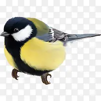 ��֦�ϵĻ�� ������-������