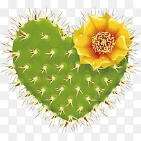 心形仙人掌-空若网 心形仙人掌-空若网