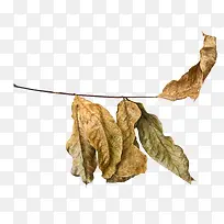 树叶-空若网 树叶-空若网