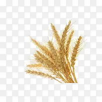 ��ɫ����-������