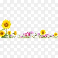 创意摄影太阳花效果花丛-空若网 创意摄影太阳花效果花丛-空若网