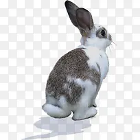 可爱娇小兔子动物-空若网 可爱娇小兔子动物-空若网