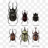 矢量甲壳虫-空若网 矢量甲壳虫-空若网