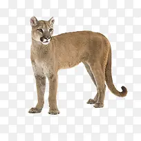 野生动物美洲狮-空若网 野生动物美洲狮-空若网