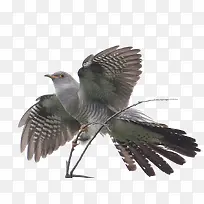 张开翅膀-空若网 张开翅膀-空若网