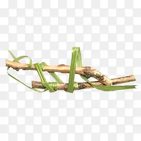 绿叶树枝-空若网 绿叶树枝-空若网