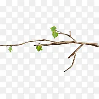 漂亮枝叶-空若网 漂亮枝叶-空若网