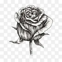 手绘玫瑰花-空若网 手绘玫瑰花-空若网