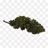 Ҷ����-����-������