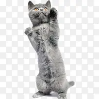 高清摄影把爪子的灰色小猫-空若网 高清摄影把爪子的灰色小猫-空若网