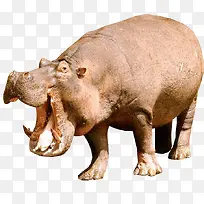 动物河马-空若网 动物河马-空若网