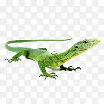 ÂÌÉ«òáòæ-¿ÕÈôÍø ÂÌÉ«òáòæ-¿ÕÈôÍø