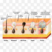 皮肤组织矢量-空若网 皮肤组织矢量-空若网