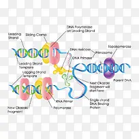 ҽ���о�����ͼ-������