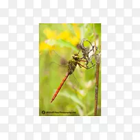 ���������޼�׵���ﺦ���֫��������-������