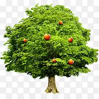红色果树苹果树大树-空若网 红色果树苹果树大树-空若网