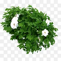 牡丹花树-空若网 牡丹花树-空若网