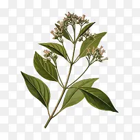 ��ɫֲ��֦��-������