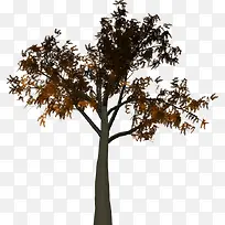 �� ֲ�� ��֧�ṹ-������