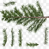 松树和分支-空若网 松树和分支-空若网