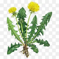 国画花草素材花草-空若网 国画花草素材花草-空若网