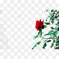 简单花草-空若网 简单花草-空若网