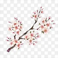 梅花-空若网 梅花-空若网