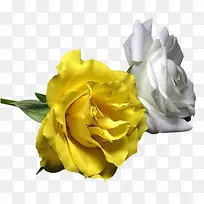 水彩花草素材卡通装饰素材-空若网 水彩花草素材卡通装饰素材-空若网