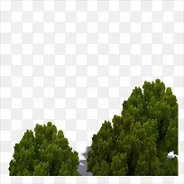 大树-空若网 大树-空若网