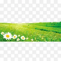 �����ԭ��ʢ���İ�ɫ��-������