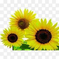 向日葵爱心海报设计-空若网 向日葵爱心海报设计-空若网