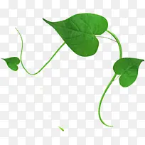 摄影夏日海报小清晰绿藤效果-空若网 摄影夏日海报小清晰绿藤效果-空若网