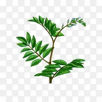 甘草树枝-空若网 甘草树枝-空若网