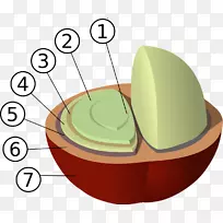 阿拉比卡咖啡豆生产罗布斯塔咖啡豆-空若网 阿拉比卡咖啡豆生产罗布斯塔咖啡豆-空若网