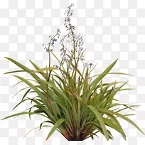 ����ٺ�ֲ����˹����ݹ�ľ����ֲ��-������