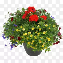筹款花盆室内植物-花盆-空若网 筹款花盆室内植物-花盆-空若网