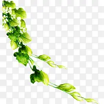 树叶边角装饰-空若网 树叶边角装饰-空若网